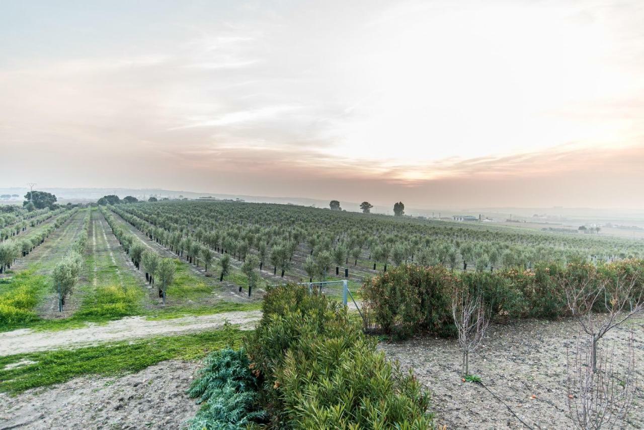 Vivienda Rural Olivar De San Telmo Arcos de la Frontera Exteriér fotografie