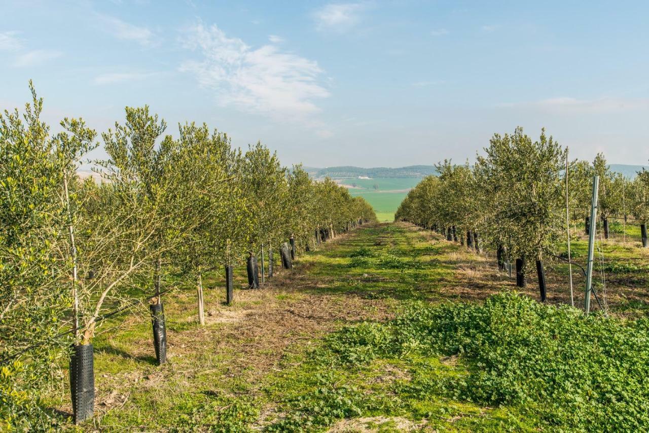 Vivienda Rural Olivar De San Telmo Arcos de la Frontera Exteriér fotografie