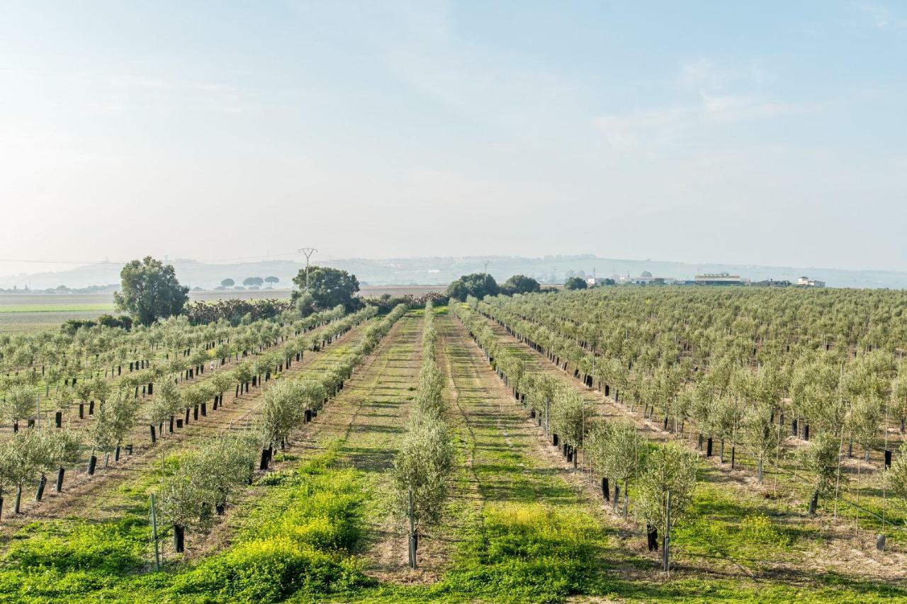 Vivienda Rural Olivar De San Telmo Arcos de la Frontera Exteriér fotografie
